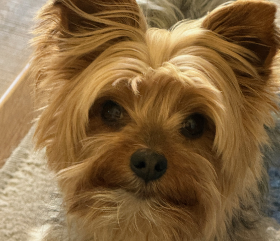Coco   Photo
